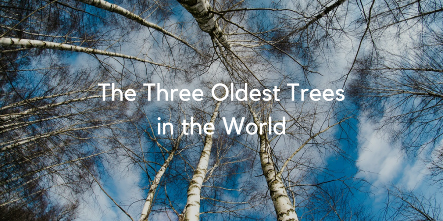 Southeastern Growers: The Three Oldest Trees in the World
