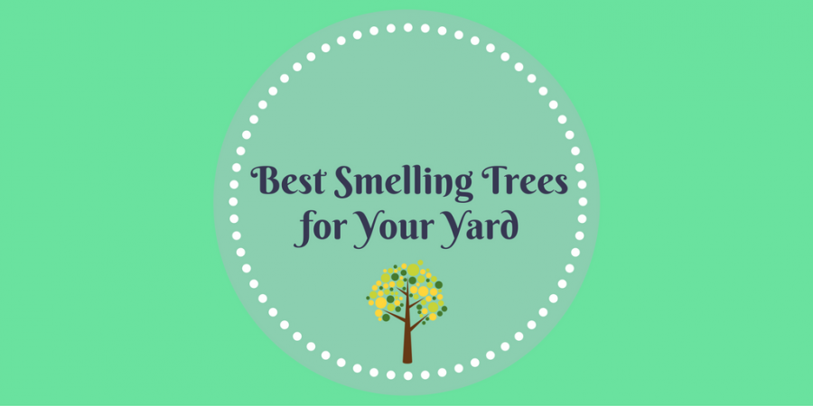 Southeastern Growers: Best Smelling Trees for Your Yard