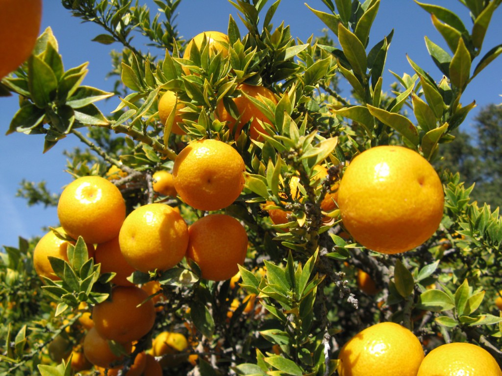citrus tree southeastern growers