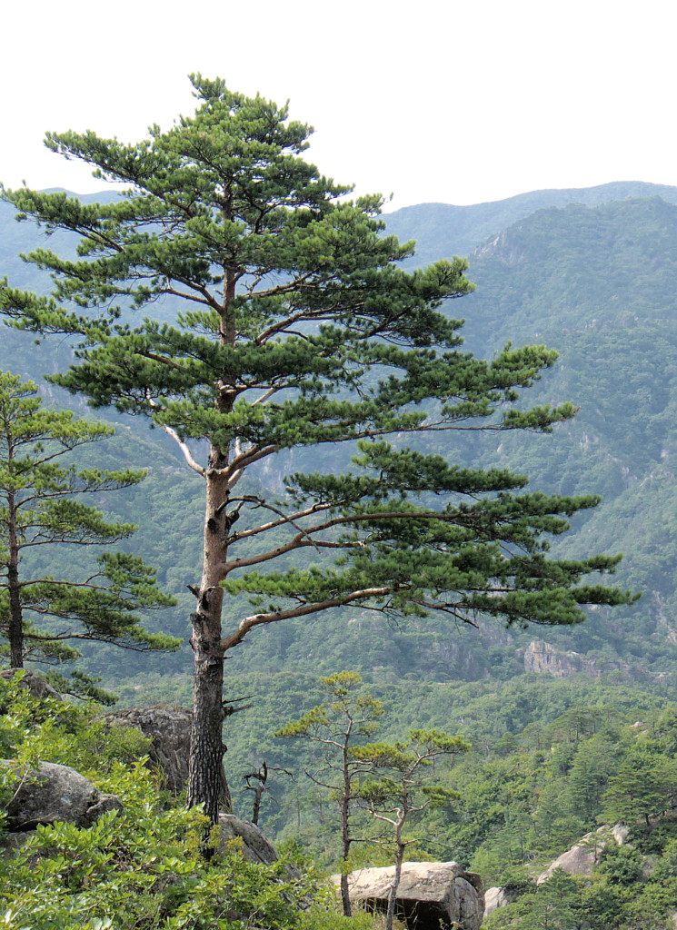 pine tree southeastern growers