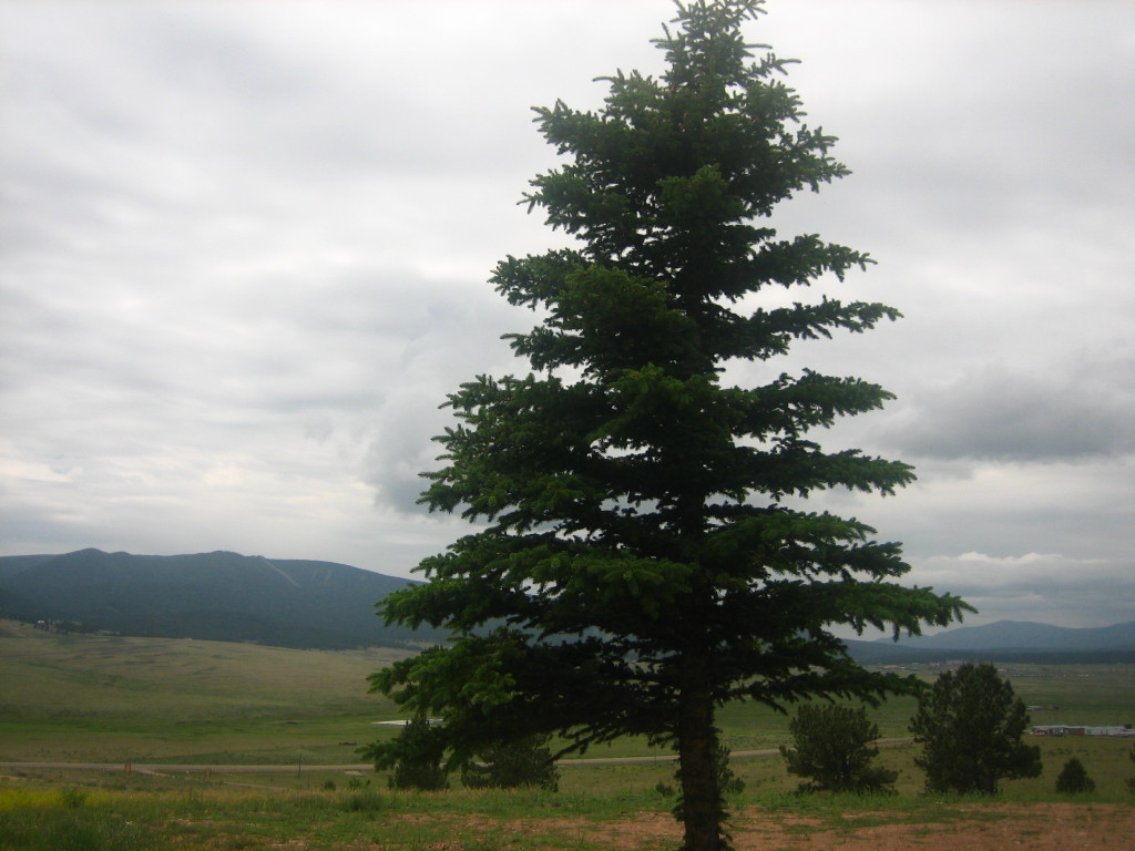spruce tree southeastern growers