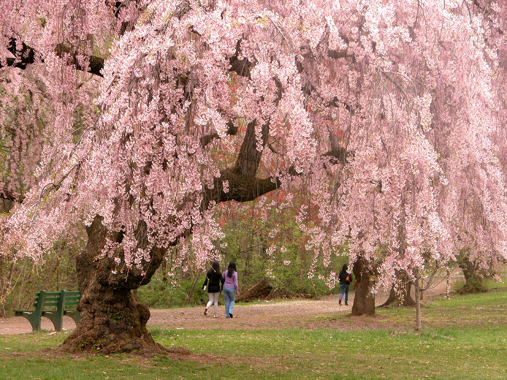 weeping cherry southeastern growers
